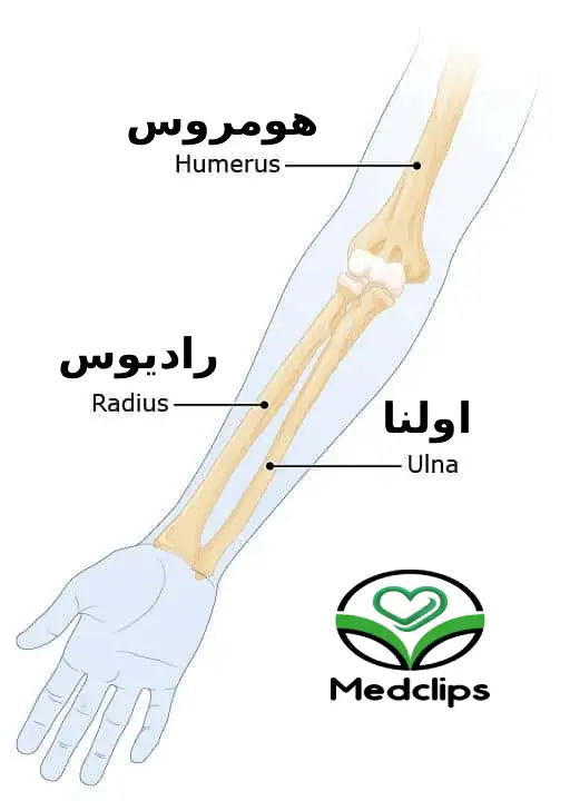 شکستگی ساعد: علائم، انواع، درمان و مراقبت ها 2 استخوان ساعد